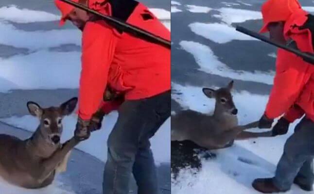 Американец помог оленю, оказавшемуся на тонком льду озера, выбраться из ловушки (Видео)