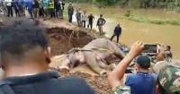 Слон, застрявший в реке в течение 24 часов, был спасен в Таиланде. (Видео) 3