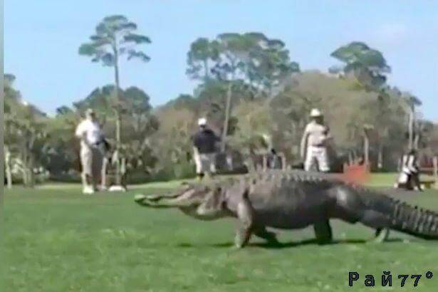 Гигантский аллигатор, вышедший на прогулку на поле для игры в гольф в Киава Айленд (остров в Южной Каролине), вызвал панику среди собравшихся спортсменов.
