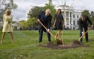 Дерево, посаженное Трампом и Макроном, исчезло с лужайки Белого дома 1