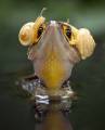 Ящерица, слушающая «крок-н-ролл» в необычных «наушниках», привлекла внимание фотографа в Индонезии 1