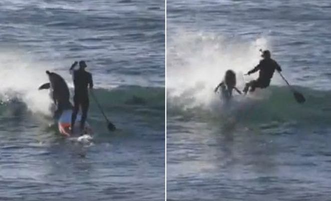 Дельфин атаковал паддл-бордера у побережья Австралии (Видео)