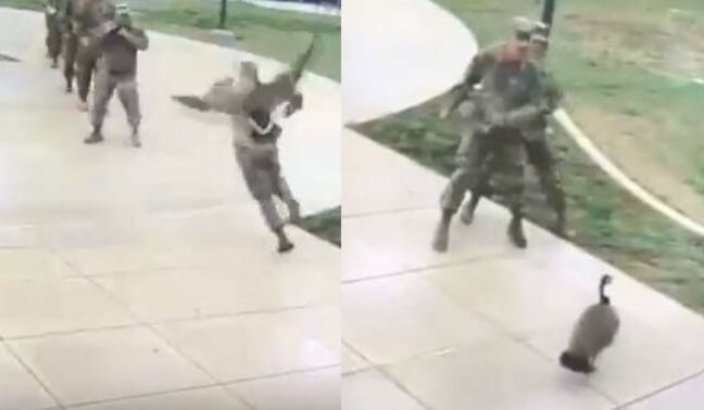 Американские солдаты капитулировали перед агрессивным гусем (Видео)