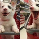 Собака не смогла сдержать эмоций, оказавшись в американском гипермаркете.