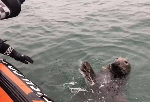 Вежливый тюлень попрощался с береговой охраной в Ирландии (Видео)