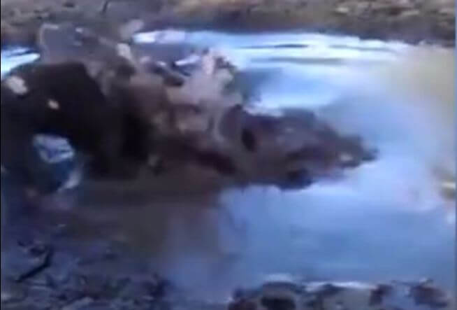 Шок!* Хозяйка собаки сняла момент, как её питомец оказался в пасти у крокодила. (Видео)