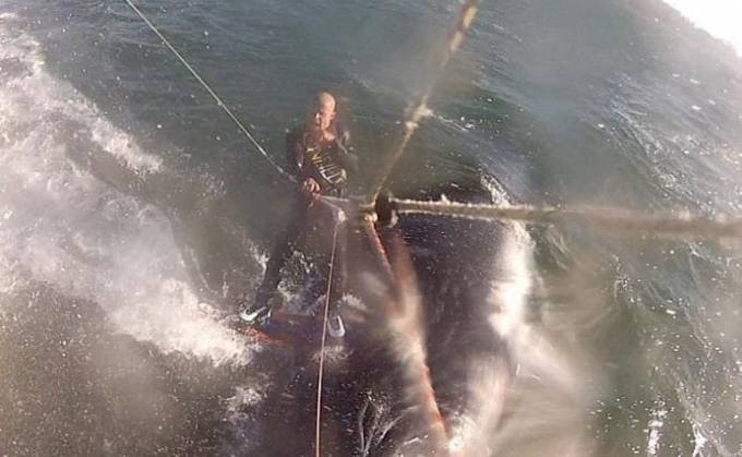 Кайтбордист столкнулся с горбатым китом в Калифорнии (Видео)