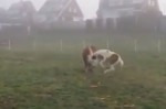 «Страшная» морковь испугала жеребёнка на ферме в Голландии (Видео)