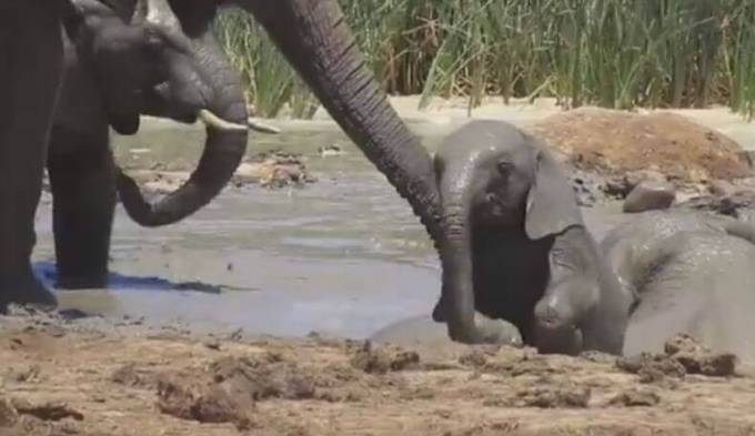 Стадо слонов приняло участие в крупномасштабной спасательной операции по вызволению слонёнка из грязи. (Видео)