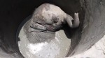 Маленького слонёнка, застрявшего в колодце, спасли в Шри - Ланке (Видео) 4