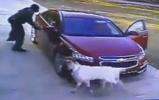 Американец, убегающий от козы, прославился в интернете (Видео)