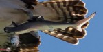 Тройной улов: фотограф запечатлел ястреба с обедающей акулой в когтях 1