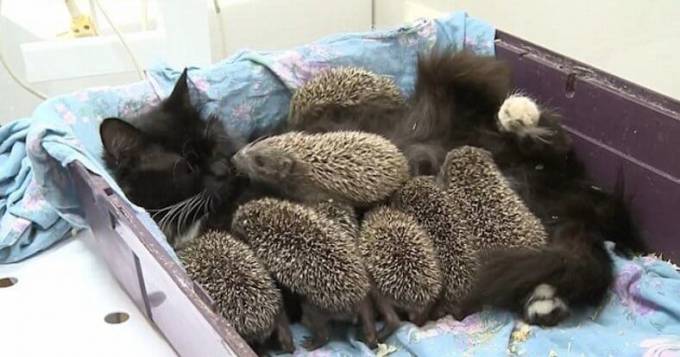 Кошка Муся стала мамой для восьмерых ежат в зоопарке Владивостока (Видео)