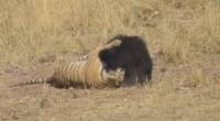 Медведица отбила своего детёныша у тигра в национальном парке в Индии (Видео)