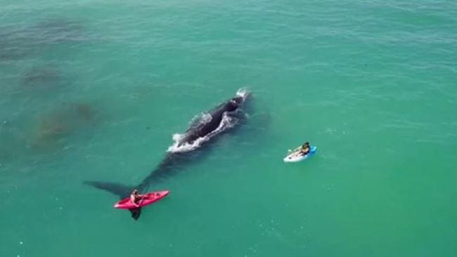 Каякеры неожиданно оказались на пути кита с детёнышем в Австралии. (Видео)