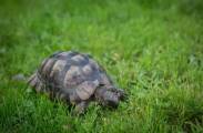 Сбежавшая черепаха спустя 1.5 года была найдена в 10 километрах от места побега