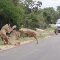 Антилопа совершила неудачную попытку перепрыгнуть через львов на глазах у шокированных туристов (Видео)