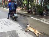Грузовик с живым грузом на борту, привлёк внимание общества защиты животных во Вьетнаме (Видео) 7