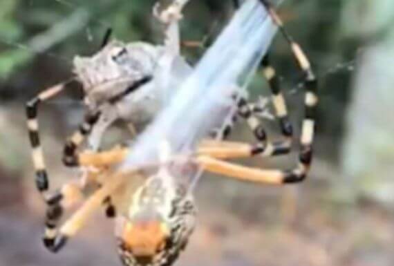 Банановый паук поймал жабу в свои сети на глазах у шокированного американца. (Видео)