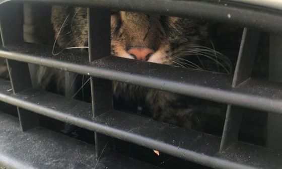 Кот, застрявший за решёткой радиатора автомобиля, совершил 120-километровое путешествие по Британии