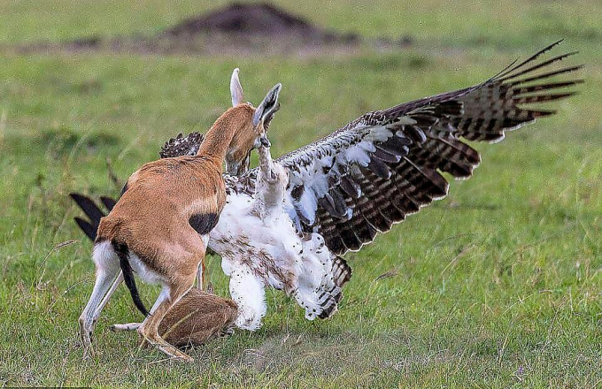 Газель попыталась отбить своего детёныша у орла в Кении
