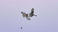 Британский фотограф стал свидетелем воздушного боя за добычу между совой и соколом 6