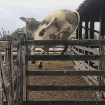 Бык сбежал от ветеринаров привычным маршрутом, совершив прыжок через высокий забор в Бразилии (Видео)