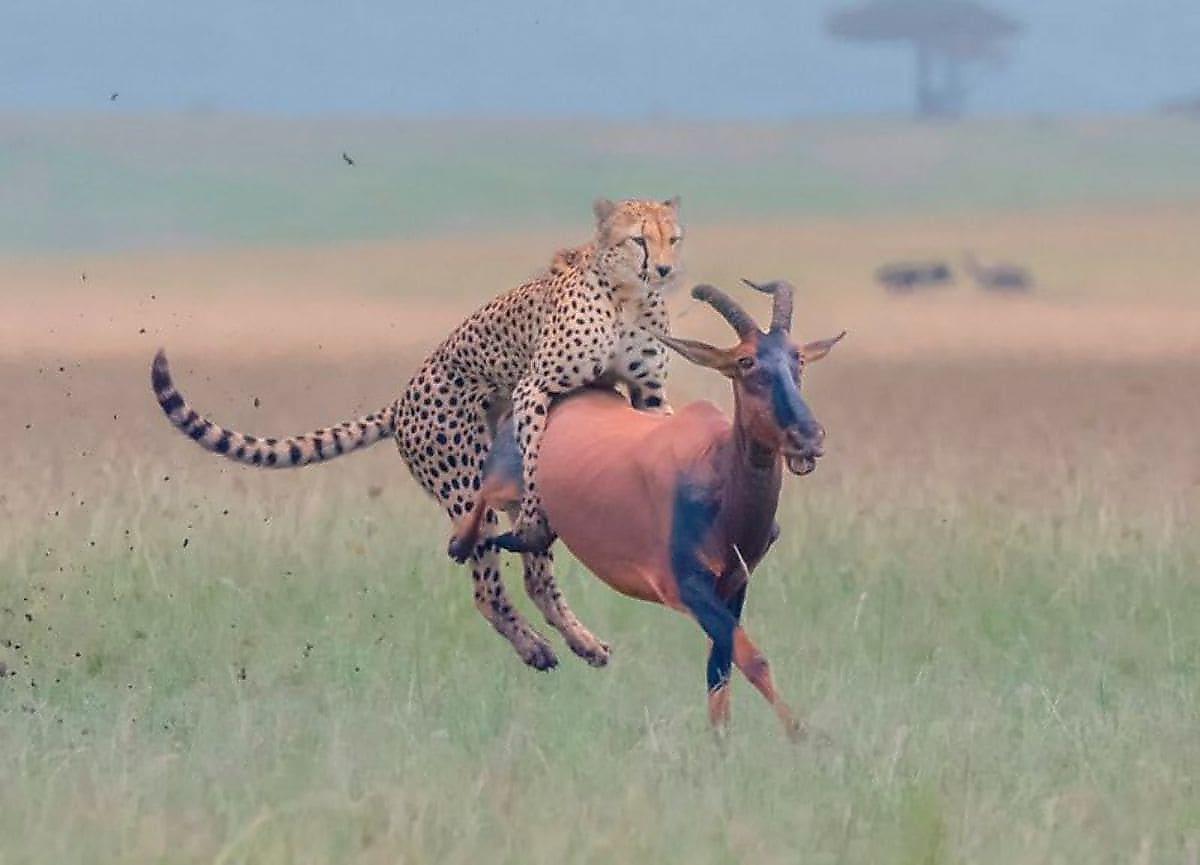 Гепард напал на антилопу на глазах у канадского фотографа