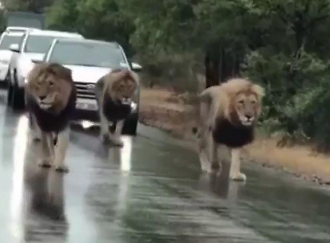 Гуляющие львы перекрыли движение на дороге в африканском заповеднике ▶
