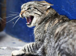 Кошка атаковала собачью свору, спасла котёнка и попала на видео во Вьетнаме
