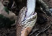 Кровожадная кобра пообедала питоном на глазах у туристов в Сингапуре 3