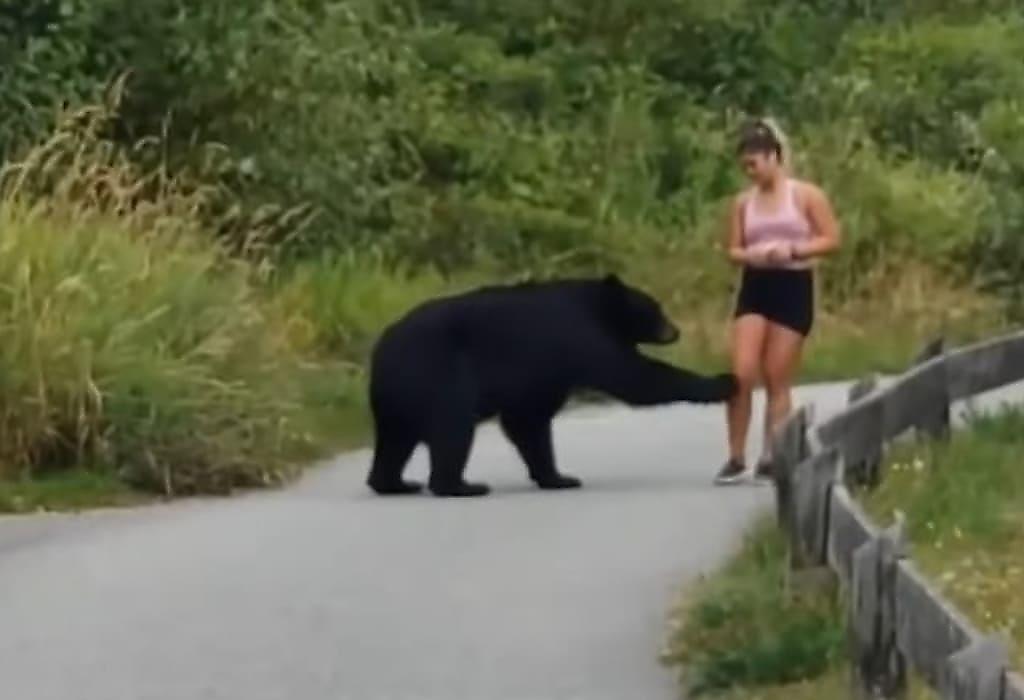 Наглый медведь потрогал бегунью за ногу в Канаде - видео
