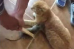 Операцию спасения кошки от агрессивной крысы провели в Китае (Видео)
