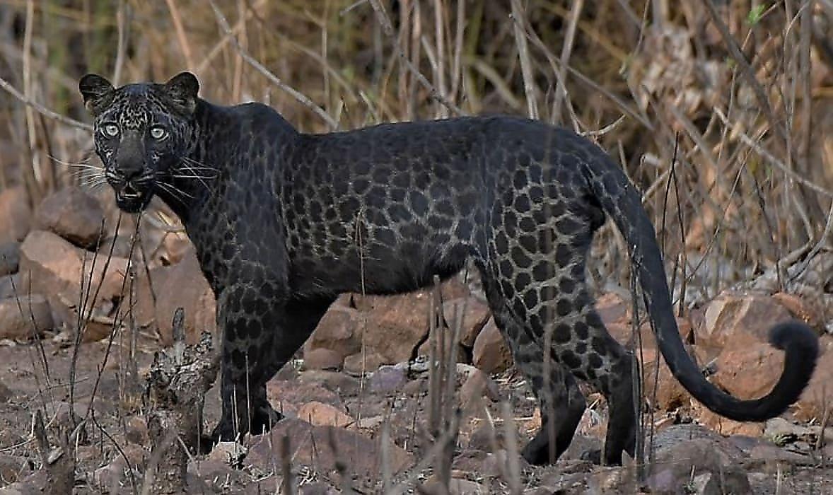 Редчайшего чёрного леопарда запечатлел индийский фотограф