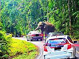 Любвеобильный слон перегородил дорогу туристу и устроил «краш-тест» его автомобилю ▶ 1