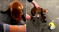 Спасение лисёнка, застрявшего мордой в стеклянной банке, попало на видео