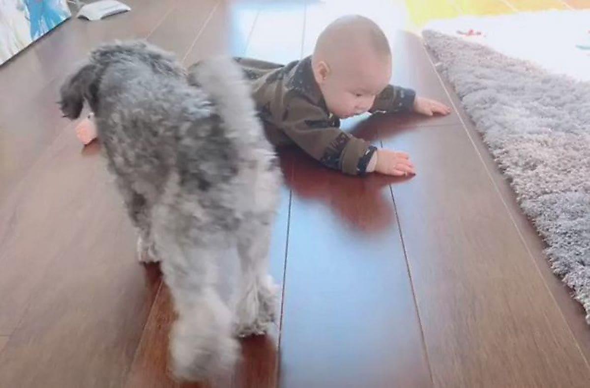 Умный пёс показал пример младенцу в передвижении по квартире