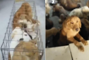 66 собак, запертых в тесных клетках, спасли в Китае
