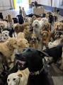Идеальный снимок: 30 псов приняли участие в коллективном селфи в американском питомнике 1