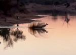 Антилопа перехитрила диких собак и бегемотов, и попала на видео в ЮАР