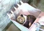 Медведь, угодивший в резервуар на ГЭС, спустя 14 часов был спасён в Китае (Видео)