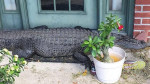 Крокодил заблокировал дверь и взял в плен американское семейство (Видео)