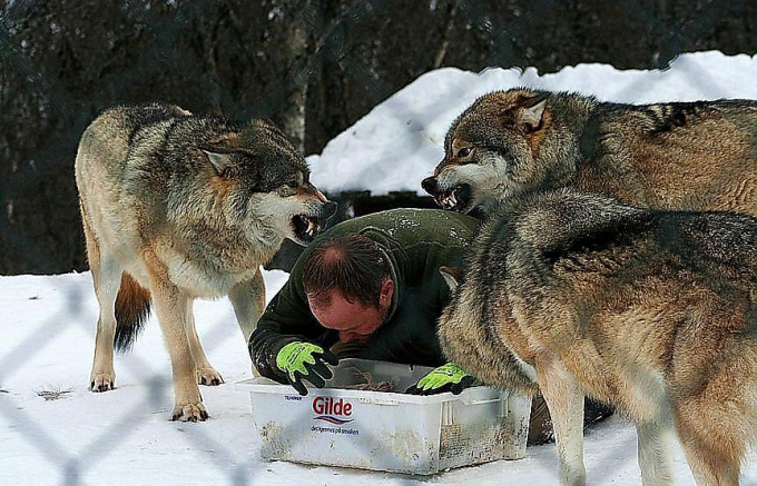 Норвежец стал «вожаком» стаи волков в природном заповеднике ▶
