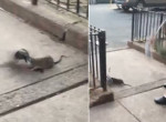 Пешеходы спасли голубя и отбили его у кровожадной крысы - видео