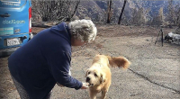 Пёс, переживший лесной пожар, спустя месяц был обнаружен охраняющим сгоревший дом 4