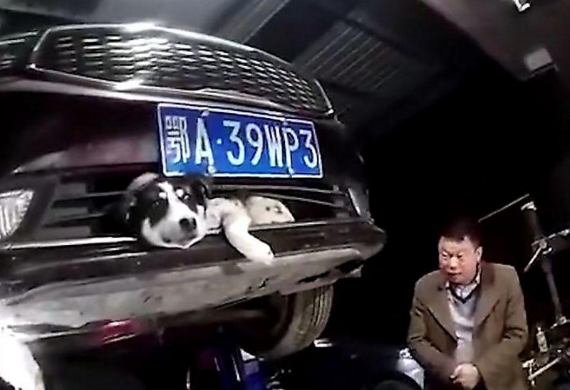 Собака, вклинившаяся в бампер автомобиля, не пострадала и совершила экстремальную поездку в Китае ▶