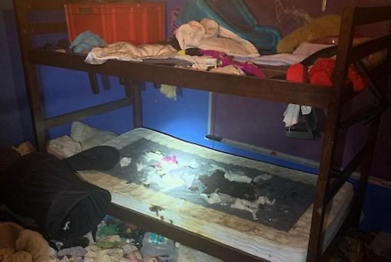 Трое детей и 245 животных проживали в нечеловеческих условиях в жилище во Флориде ▶