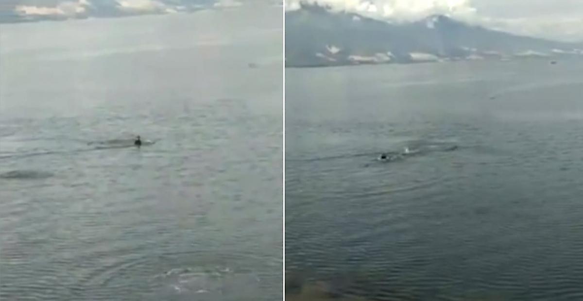 Беспечный пловец чудом спасся от преследовавшего его крокодила в Индонезии - видео