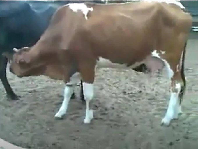 Индийский фермер поймал с поличным двух бурёнок, воровавших у него своё молоко (Видео)