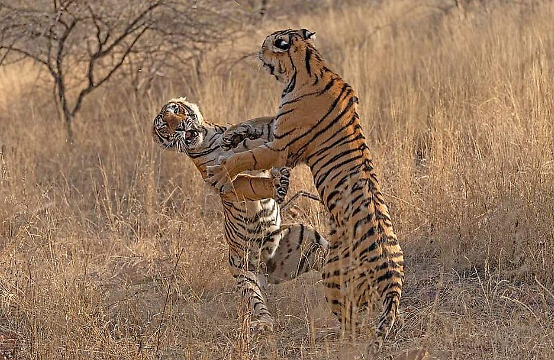 Яростная схватка тигриц, не поделивших территории заповедника, попала на видео в Индии